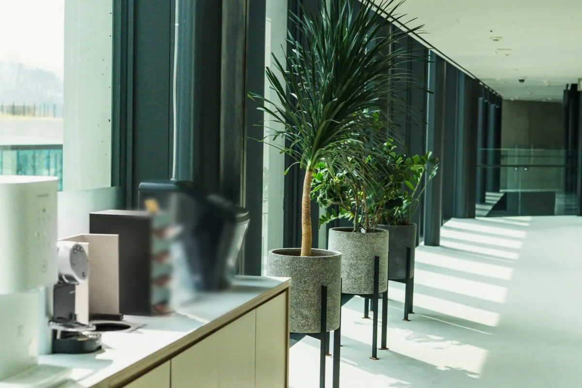 Potted plants along a bright office corridor beside a counter